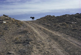 Horse, Arizona