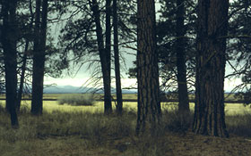 Pine trees, Klamath